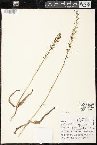 Piperia elegans image