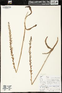 Piperia elegans image