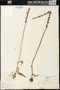 Piperia elegans image