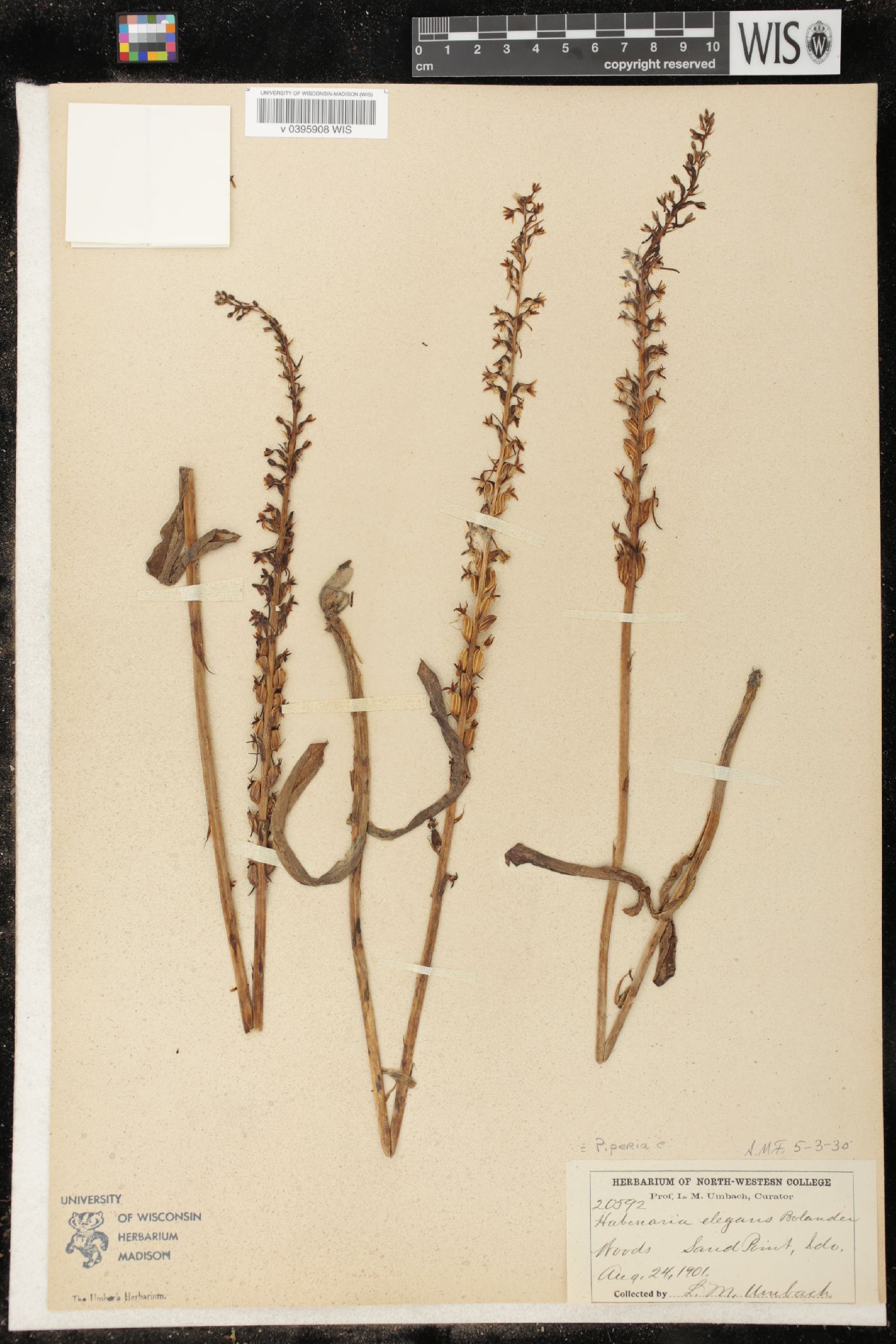 Piperia elegans image