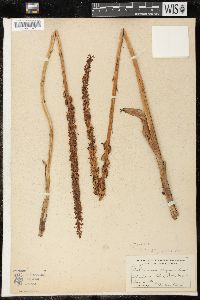 Piperia elegans image