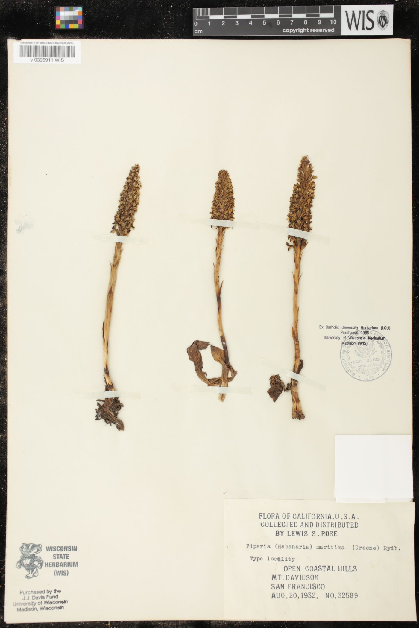 Piperia maritima image