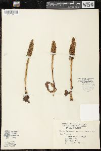 Image of Piperia maritima