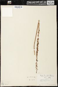 Piperia unalascensis image