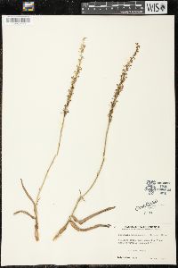 Piperia unalascensis image