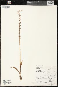 Piperia unalascensis image