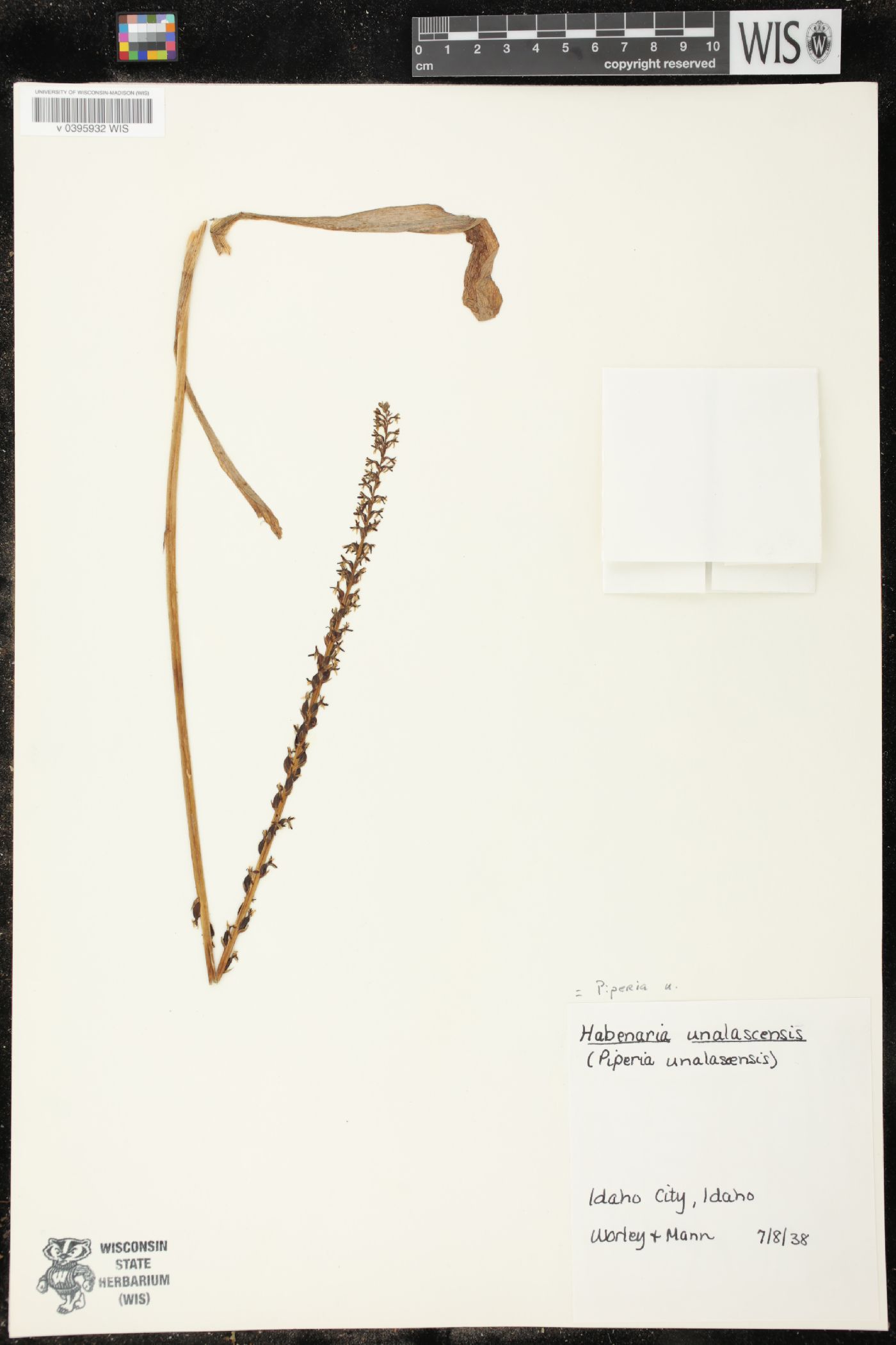 Piperia unalascensis image