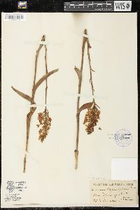 Platanthera blephariglottis image