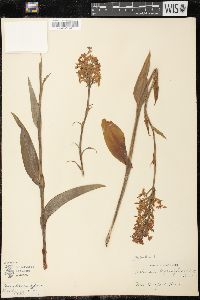 Platanthera blephariglottis image