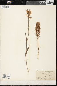 Platanthera blephariglottis image