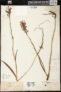 Platanthera blephariglottis image