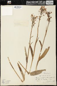 Platanthera blephariglottis image