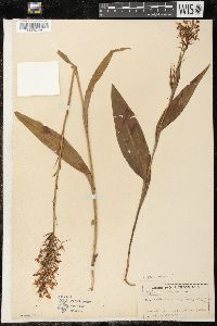 Platanthera blephariglottis image