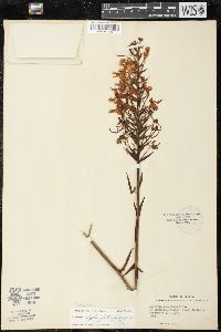 Platanthera blephariglottis image