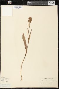 Platanthera ciliaris image