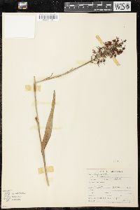 Platanthera ciliaris image