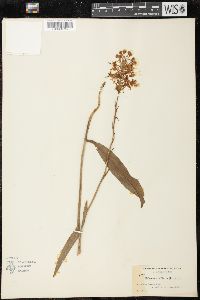 Platanthera ciliaris image