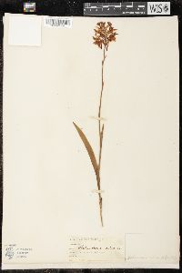 Platanthera ciliaris image