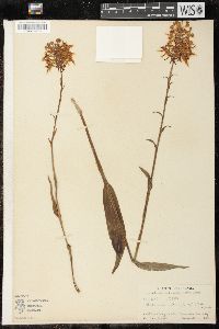 Platanthera ciliaris image