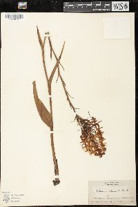 Platanthera ciliaris image