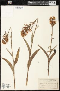 Platanthera ciliaris image