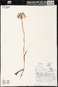 Platanthera ciliaris image