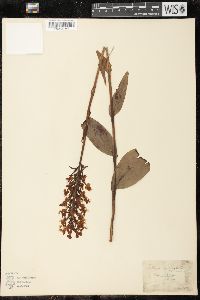 Platanthera ciliaris image