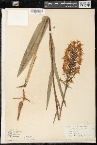 Platanthera ciliaris image