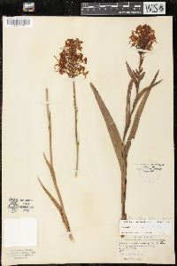 Platanthera ciliaris image