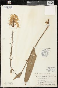 Platanthera ciliaris image