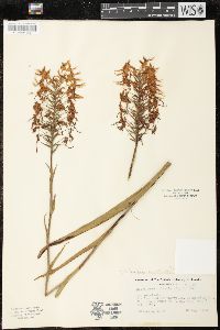 Platanthera ciliaris image