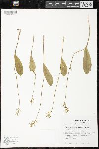 Platanthera clavellata image