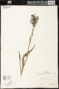 Platanthera clavellata image