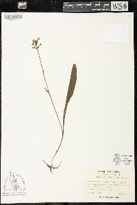 Platanthera clavellata image