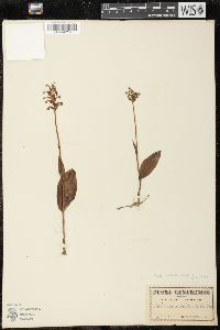 Platanthera clavellata image