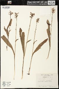 Platanthera clavellata image