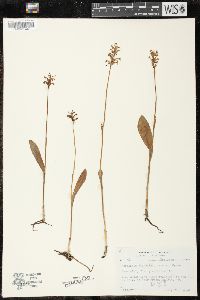 Platanthera clavellata image