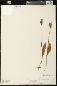 Platanthera clavellata image