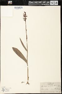 Platanthera clavellata image