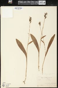 Platanthera clavellata image