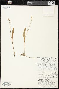 Platanthera clavellata image