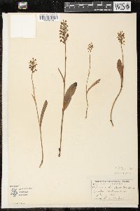 Platanthera clavellata image