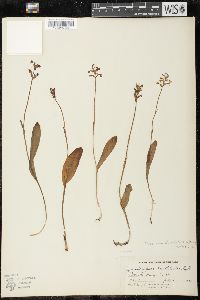 Platanthera clavellata image