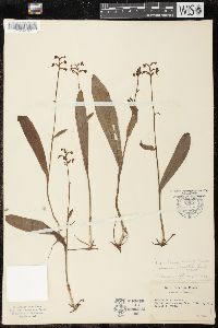 Platanthera clavellata image