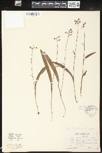 Platanthera clavellata image