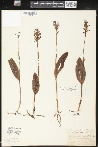 Platanthera clavellata image