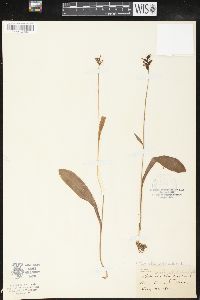 Platanthera clavellata image