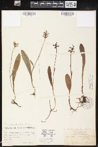 Platanthera clavellata image