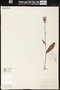 Platanthera clavellata image