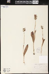 Platanthera clavellata image